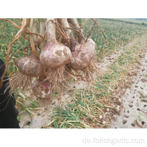 2019 chinesischer normaler weißer Knoblauch von Jinxiang